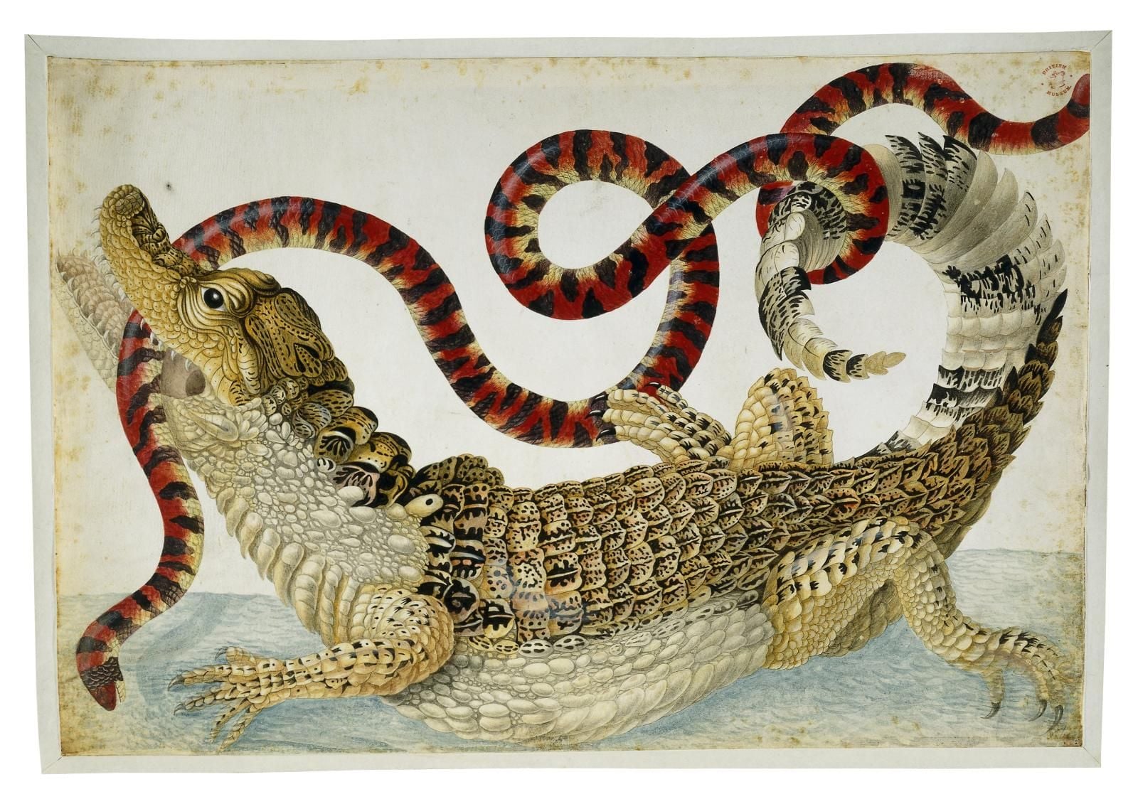Crocodile with a snake in its mouth. 