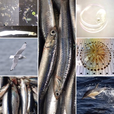 plankton, sea bird, fish, jellyfish, dolphin images