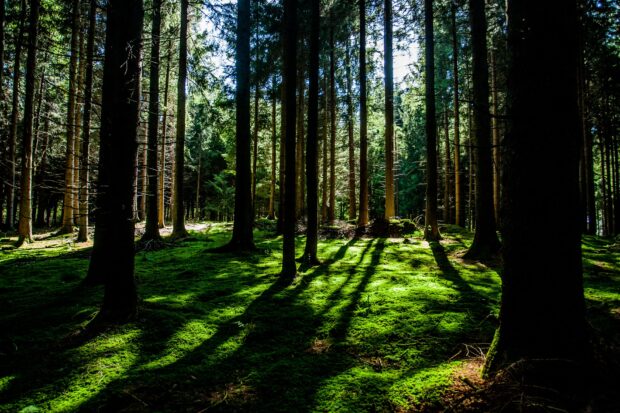 A wood of tall trees, with green mossy ground. Blue sky partially visible through the trees and sun shining through, casting long shadows of tree trunks