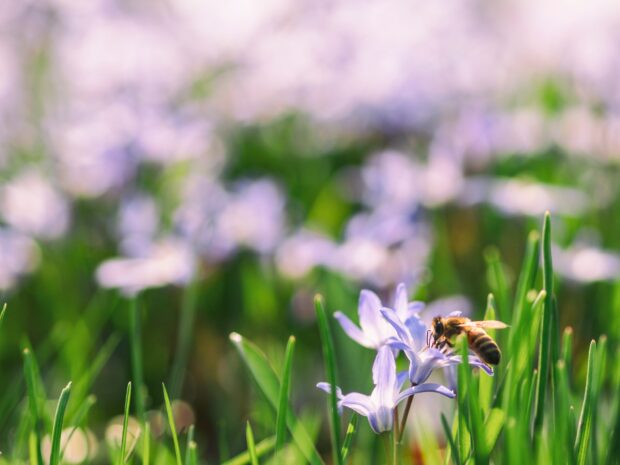 Image is a photo of lilac crocuses with a bee on one in the foreground