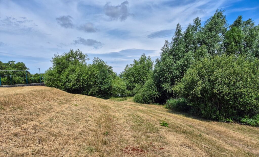 Scorched grass during the 2026 heatwave in Nottingham