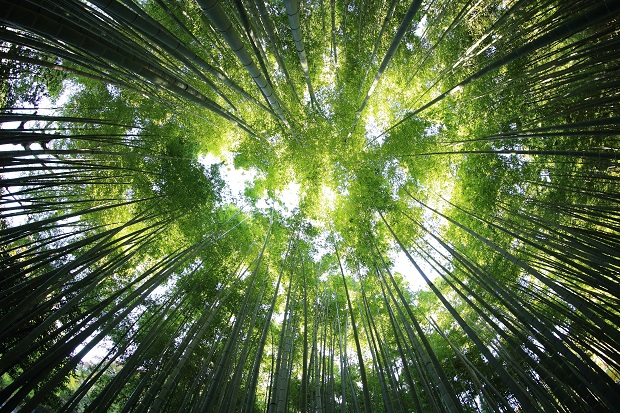 A tree canopy as viewed from below.