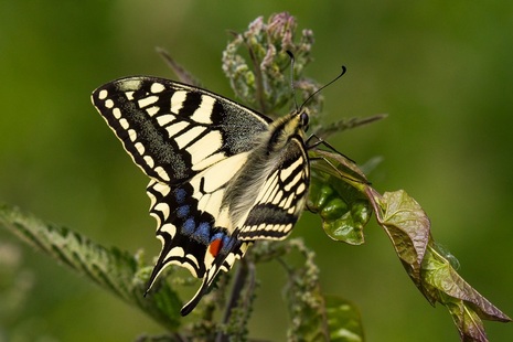 Photograph of a swallowtail butterfly resting on a purple flower