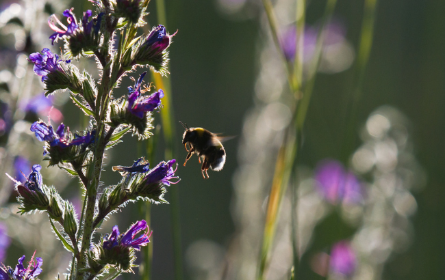 Bumblebee on Viper’s Bugloss.
