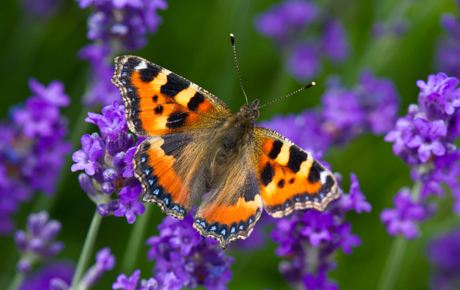 butterfly on purple flowers