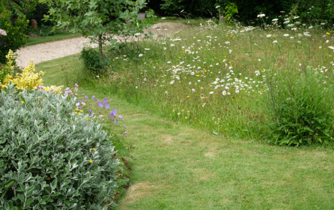 Wild garden