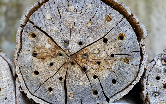 image of a bee hotel