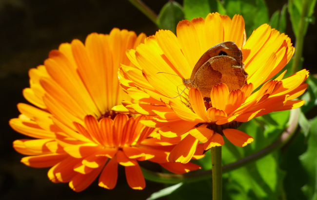butterfly sitting on two yellow / orange flowers.