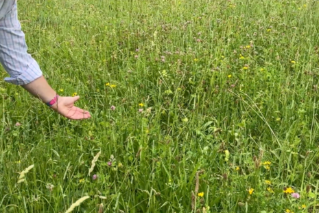 Hand held out over tall grass and wildflowers in a meadow showing mixed plant species in the pasture