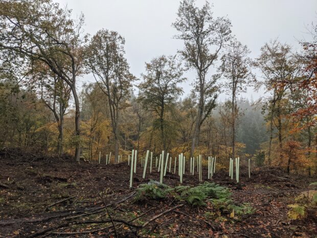 Young tree in tree tubes in a woodland setting