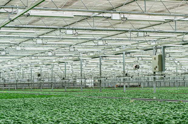 Large commercial greenhouse with rows of lush green leafy crops, likely herbs or vegetables, growing under an extensive grid of artificial lighting and irrigation systems suspended from the ceiling. The environment is highly controlled, with fans, pipes, and electrical equipment visible throughout the space.