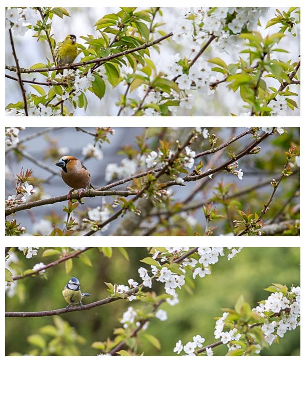 Hawfinch on cherry tree