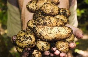 potatoes