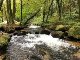 Photo shows the Golitha Falls National Nature Reserve in Cornwall, a small waterfall cascades over brown rocks. It is surrounded by dense green woodland.