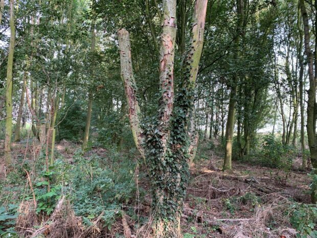 A girdles tree with ivy growing on it's trunk
