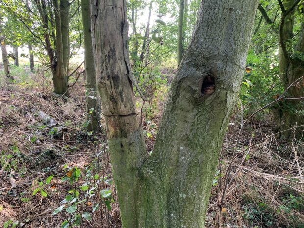A girdled tree trunk with a rotton limb protruding from the left