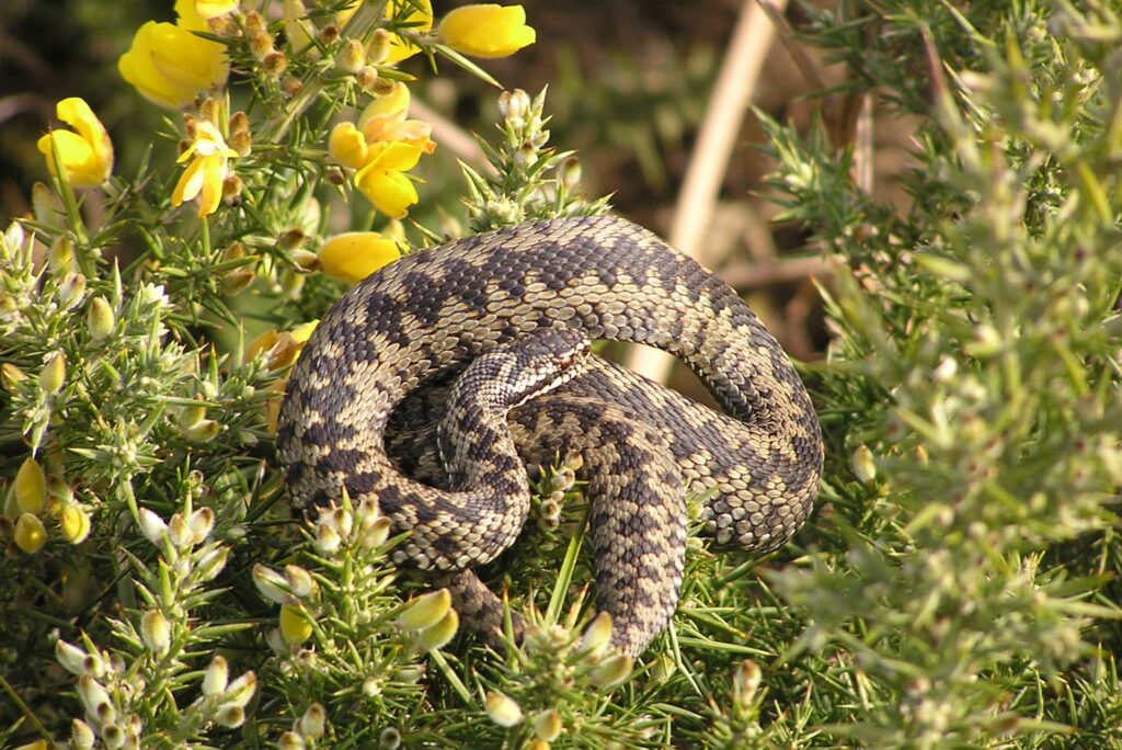 An adder snake curled up in a section of gorse scrub