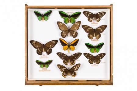 Miranda Birdwing, Malay Birdwing and Southern Birdwing butterflies in a display case