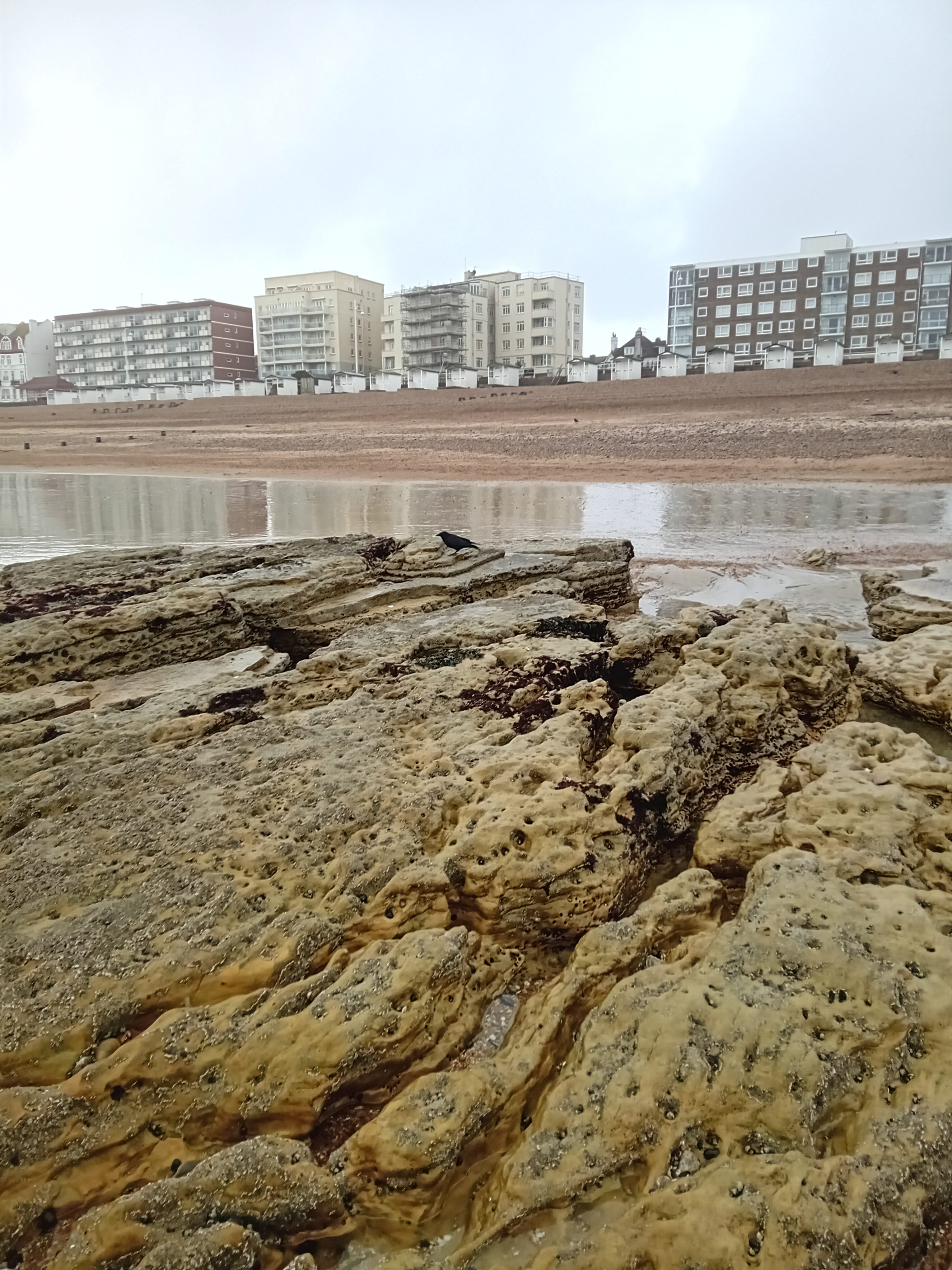 beach where the oyster drills were reported