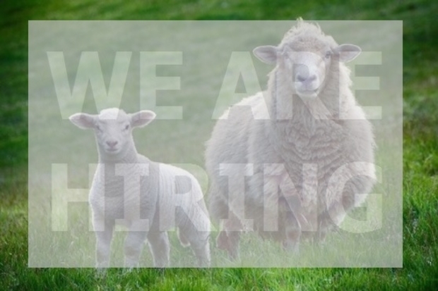 Image of a lamb standing next to a sheet, both looking at the camera with the text, 'We are hiring' over the top.