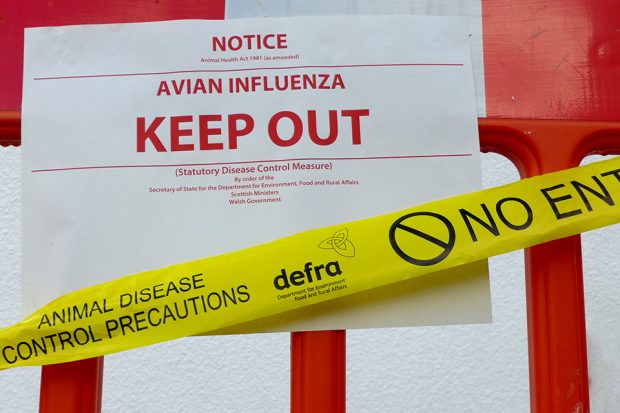 Bird flu biohazard poster. The sign says Notice, Avian Influenza Keep out. There is yellow tape saying Animal Disease Control Precautions, the Defra Logo and No entry.
