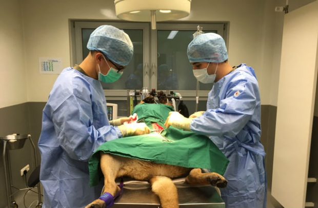 A picture of two vets oprating on a military working dog.