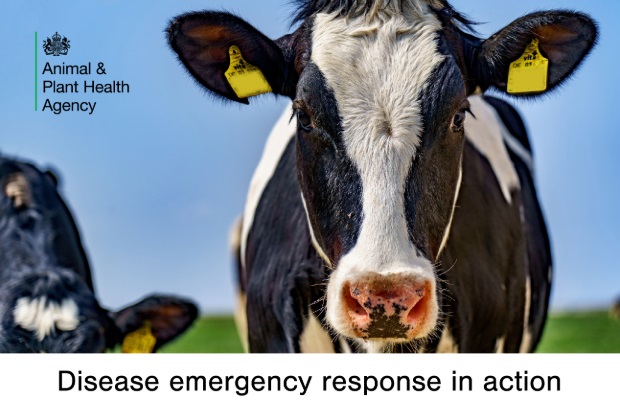 Image of cows looking at the camera with the title, "Disease emergency response in action" and the APHA logo