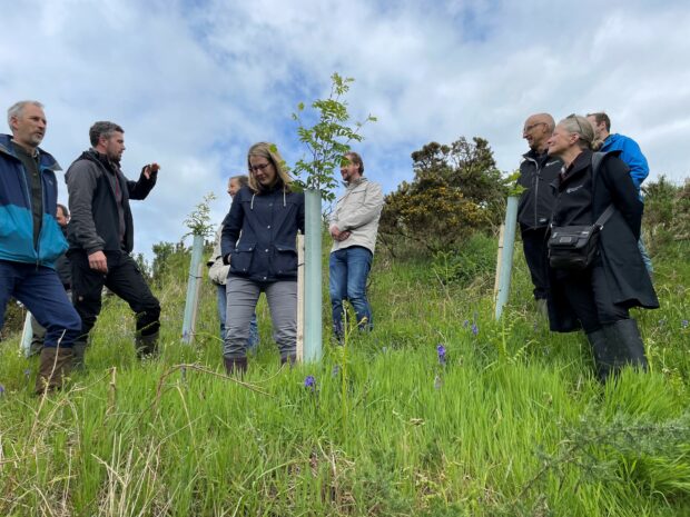 Picture of trees planted to help with natural flood management in Lancashire