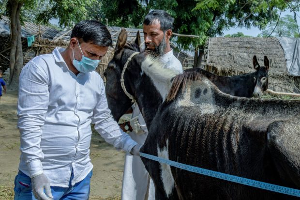 Two people around a donkey with one holding a measuring tape