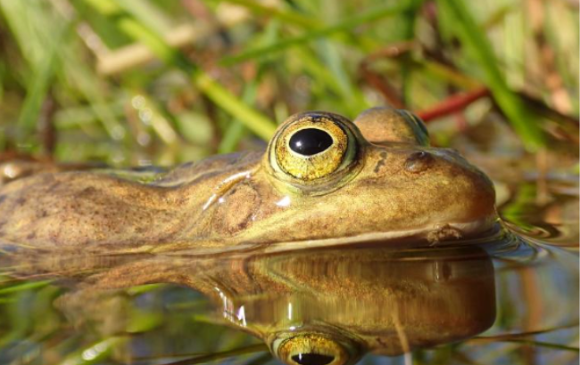 Photo of northern pool frog