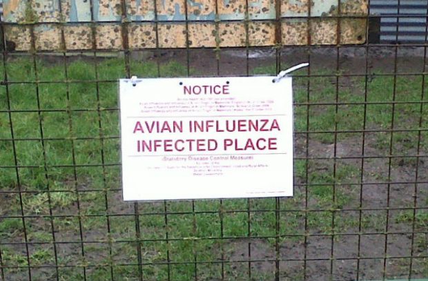 A bird flu warning sign on a metal fence. The sign reads 'Notice Avian Influenza Infected Place'