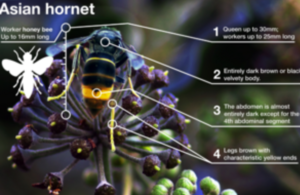 Asian hornet image