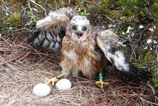 Hen Harrier chick