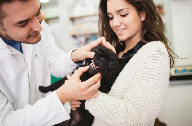 Photo of a vet checking a dog's teeth whilst it's held by her smiling owner