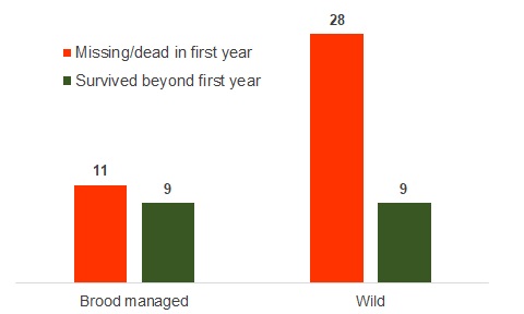 First-year survival of tagged hen harriers during brood management trial