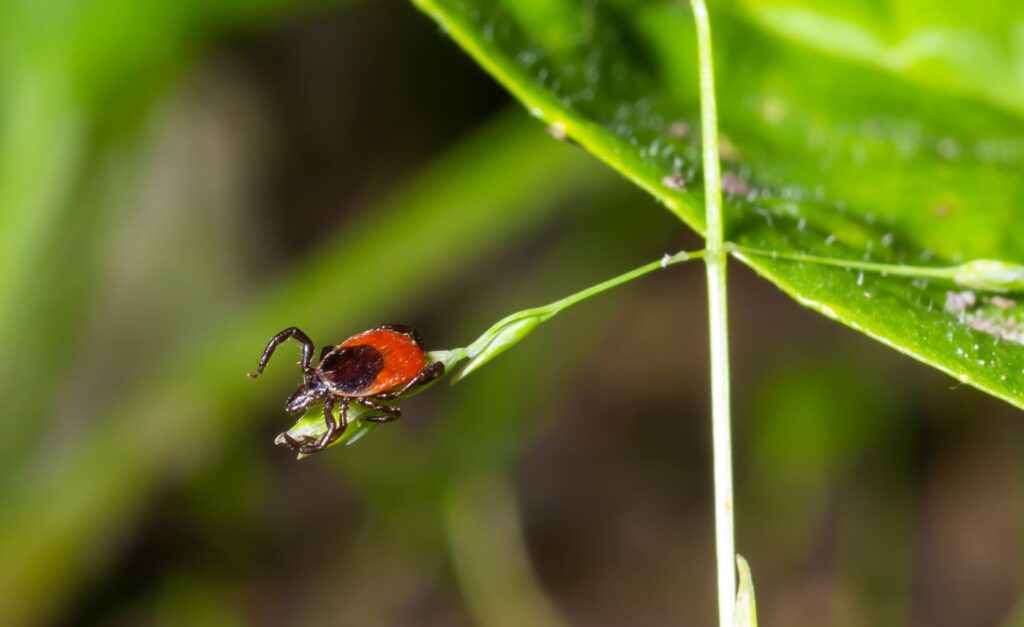 Ixodes ricinus tick sitting on some greenery