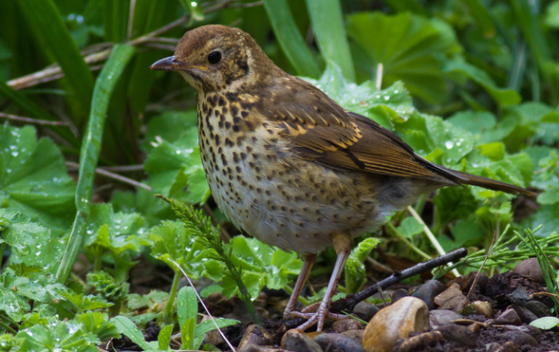 Bird on soil