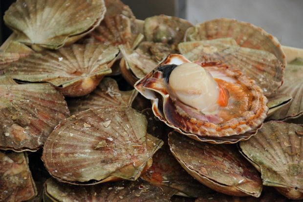 A picture of some mussels