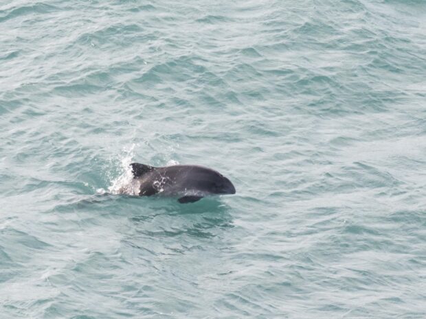Harbour porpoise