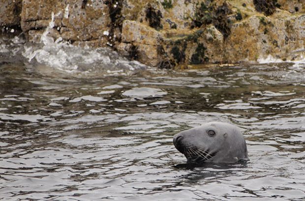 guidance on interacting with seals