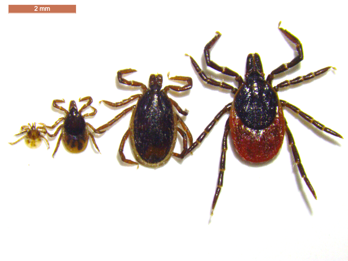 IRicinusLarvaNymphMaleFemale