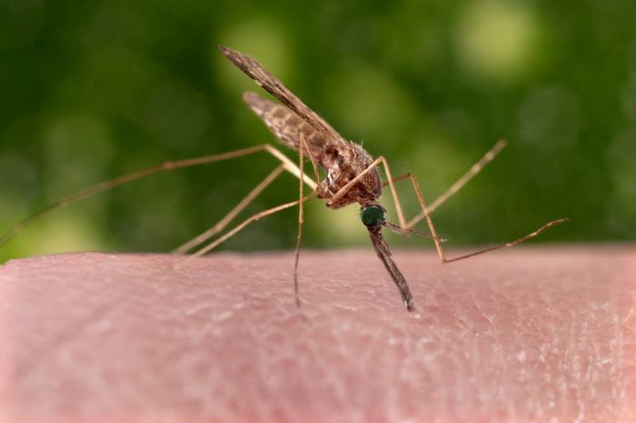 mosquito