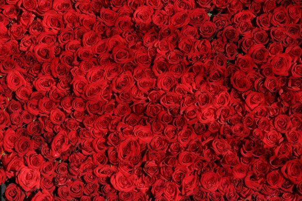 Bed of roses