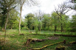 Woodland Improvement photo