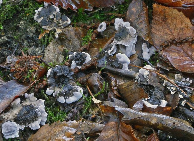 image shows the taiga-tooth fungi growing amongst some brown foliage.