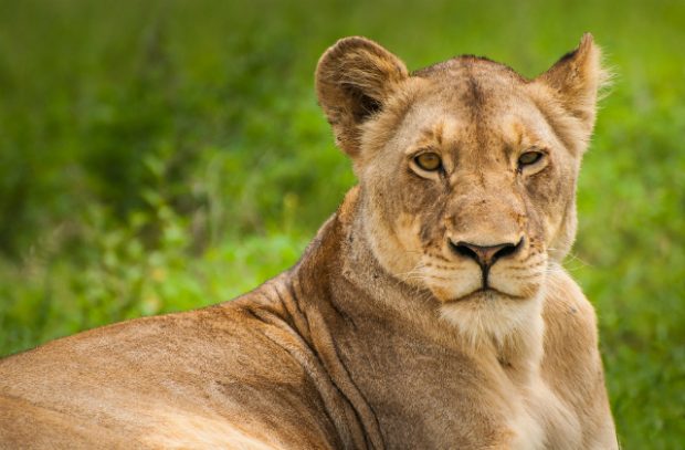 A close up image of a resting lion.