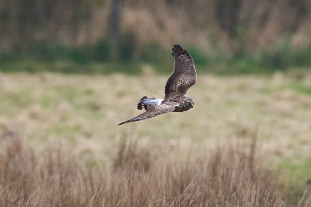 A hen harrier in the wild