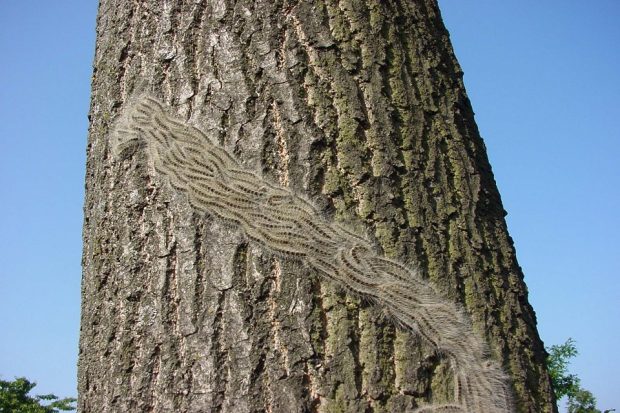 An image of a procession of oak processionary moth caterpillars on the trunk of a tree.