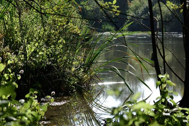 A picture of some still water surrounded by green foliage and trees