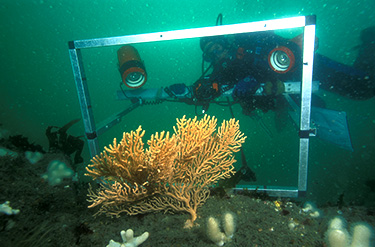 Dive Survey C JNCC